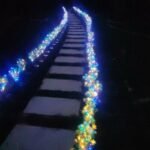 Solar Carnation Flower Garden Lights(SET OF TWO)