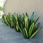 Waterproof Solar Garden Agave Lamp